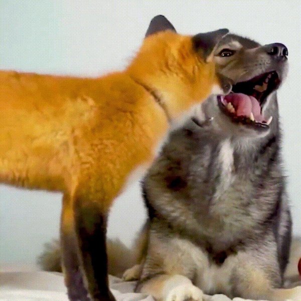 лисичка и волк