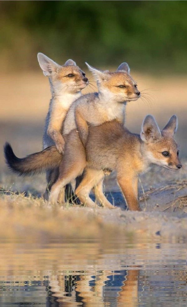 животные детеныши