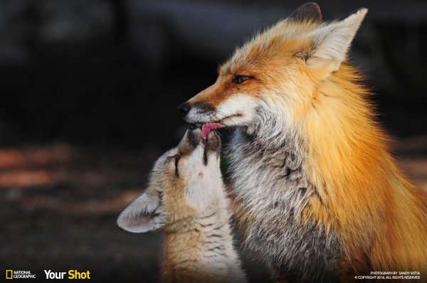 лисица с лисятами