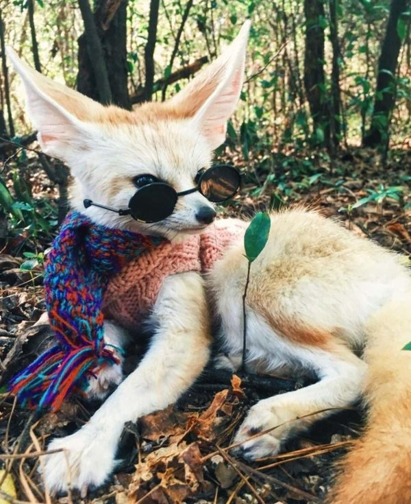 лисенок животные