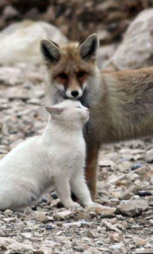 дружба животные