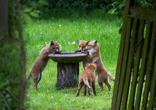 лисички животные