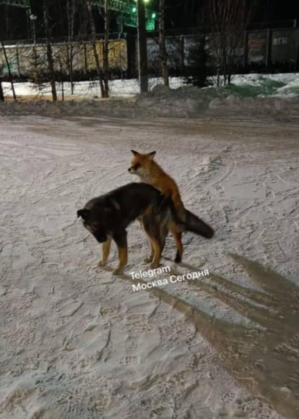 секс с лисой