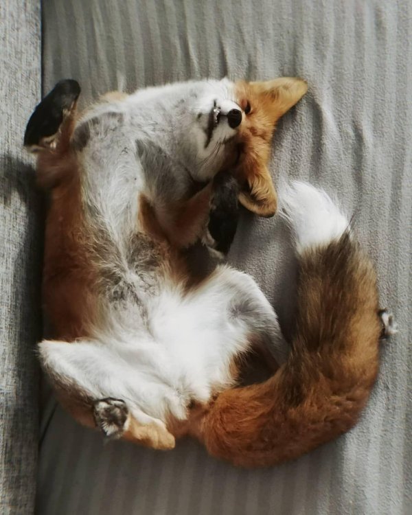 лисенок животные