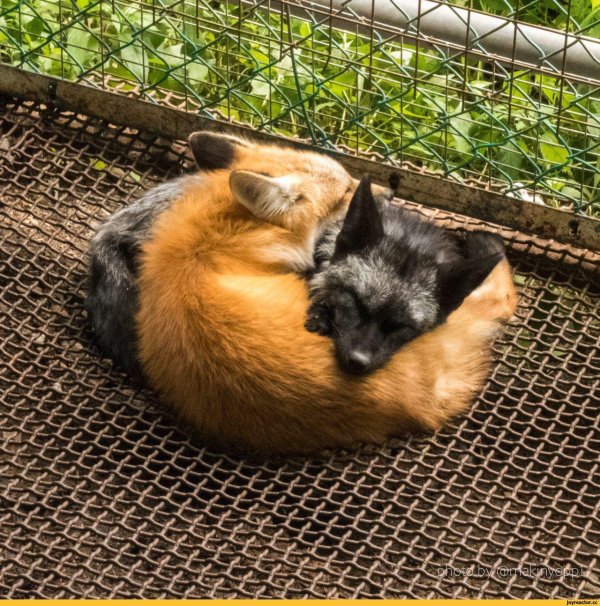 лисица чернобурая