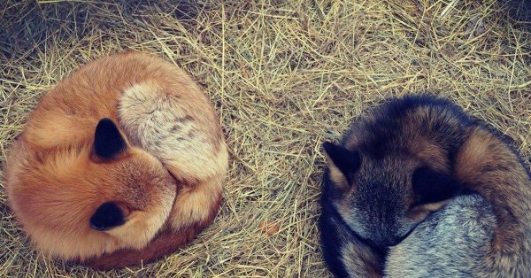 спящая лиса