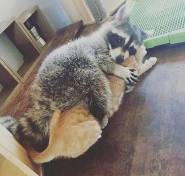 енот домашний