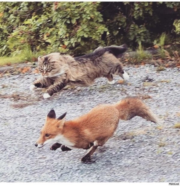 лиса убегает