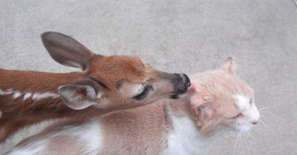 европейская косуля детёныш