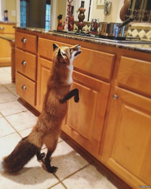 домашняя лисица