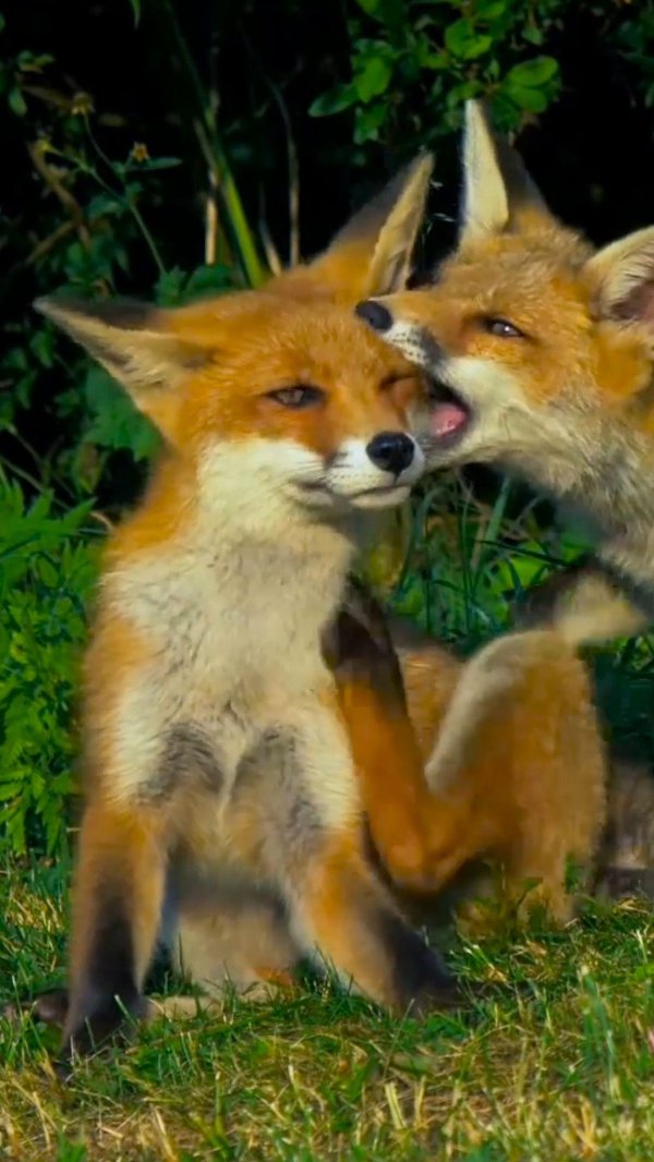 две лисицы