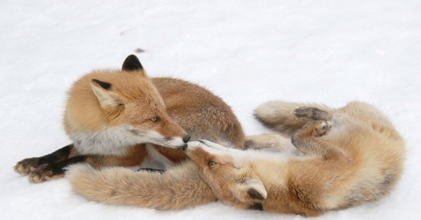 две лисички