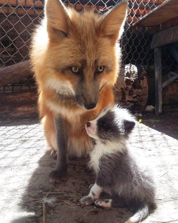 лисенок с мамой