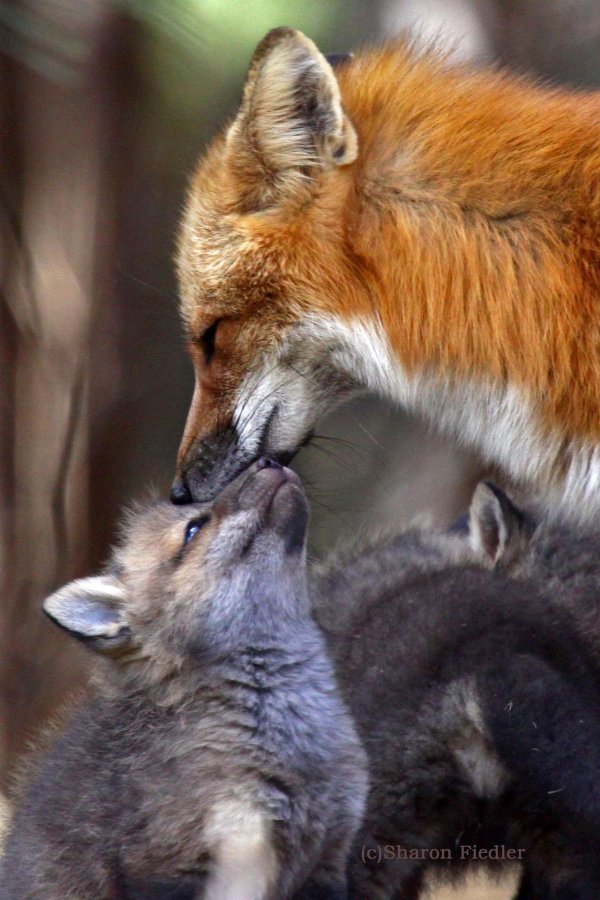 лисята обнимаются