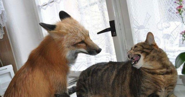 домашние лисы