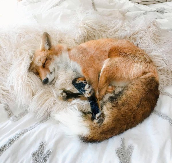 спящие лисята
