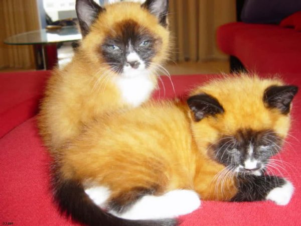 сиамская кошка