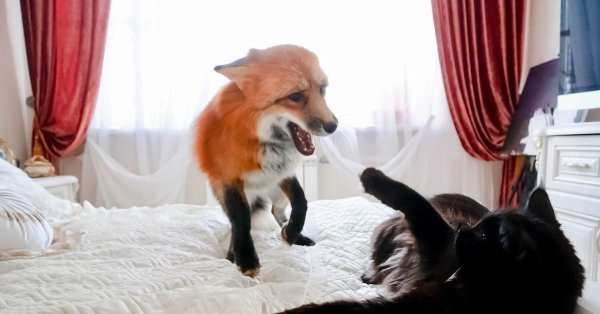 домашние лисы