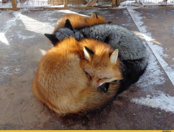 дзао кицунэ мура