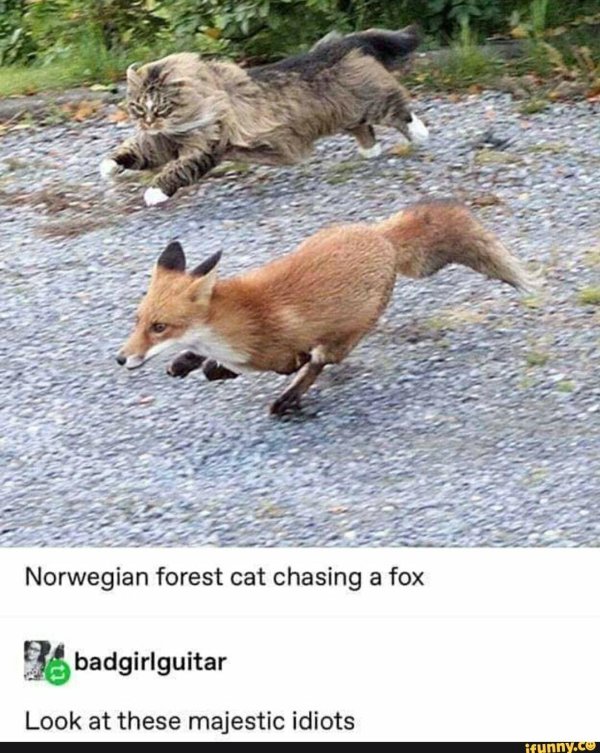 norwegian forest cat