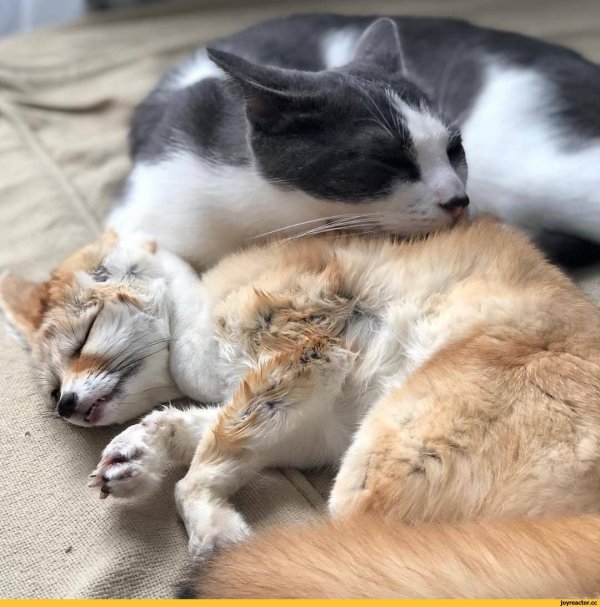 кошки обнимашки