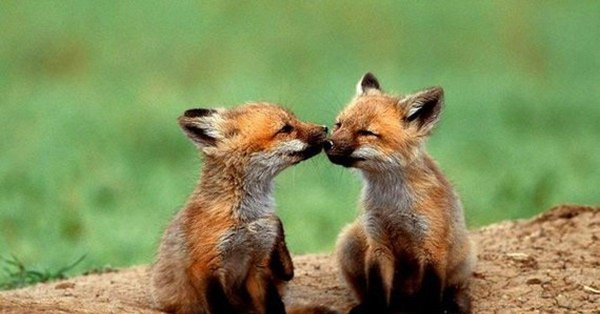 милые лисята