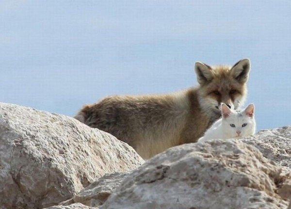 кот целует лису