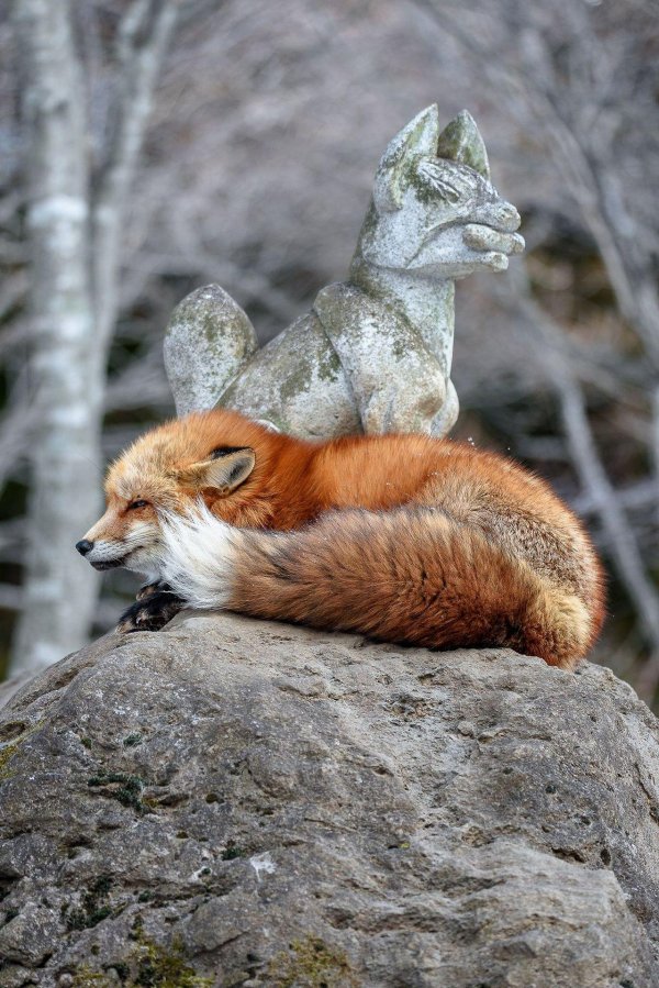 обыкновенная лисица