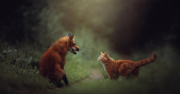 дикая природа