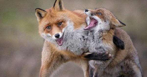 лисы дерутся