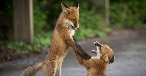 прикольные лисы