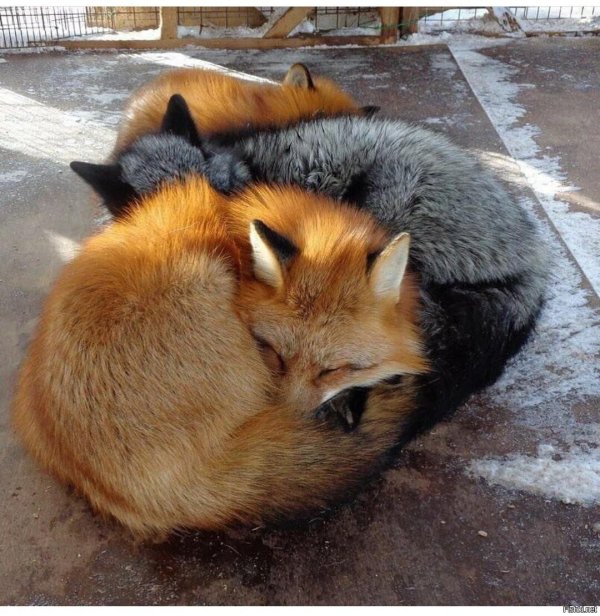 тискать лису