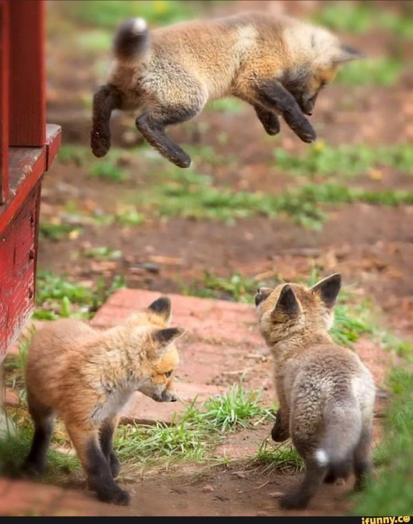 лисята играют