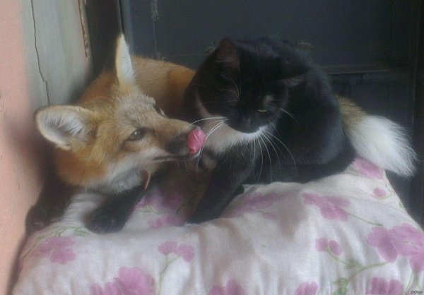 кот целует лису