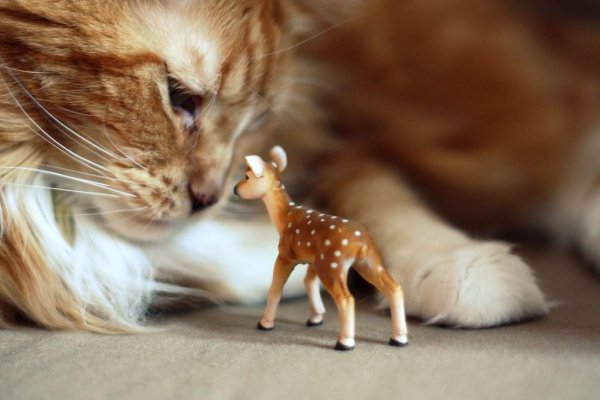 животное милое