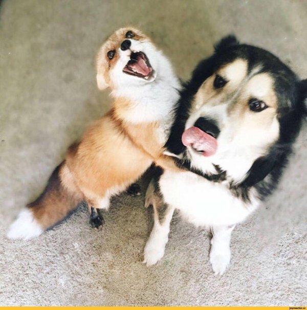 лиса собака