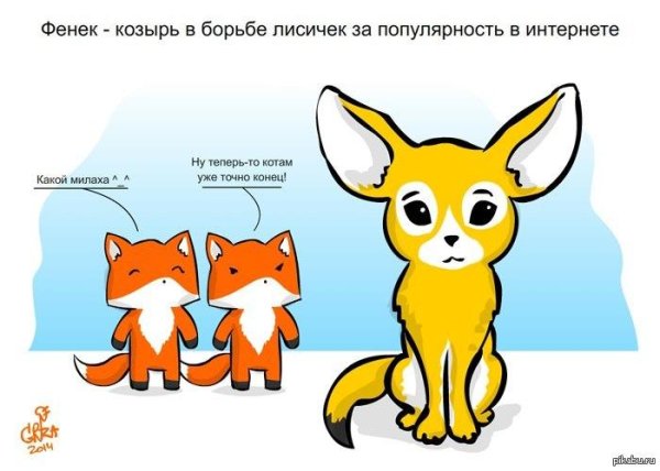 лисички против котиков