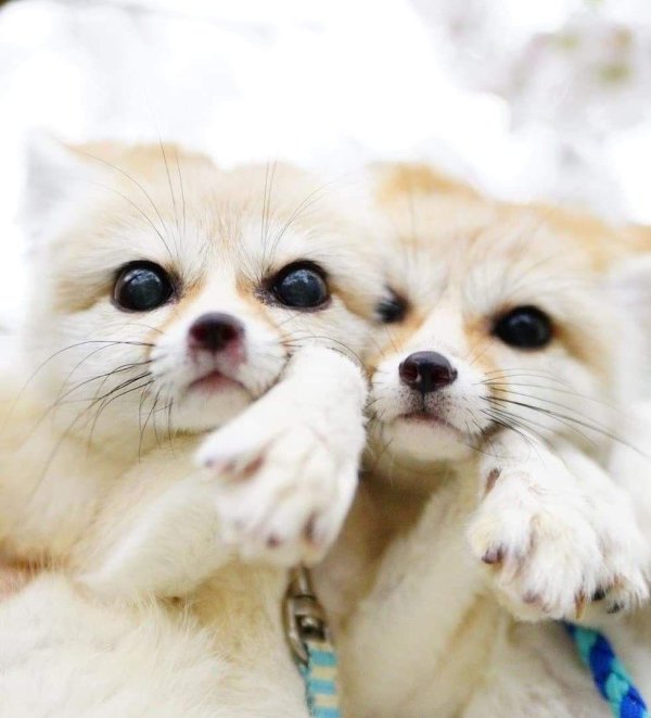 животное милое