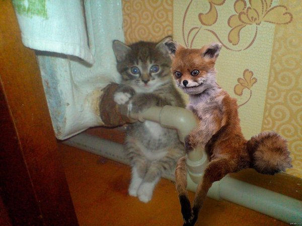 котенок на батарее