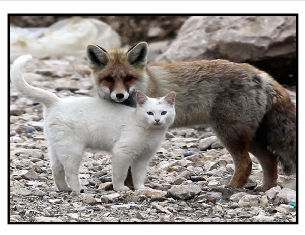 дружба животные