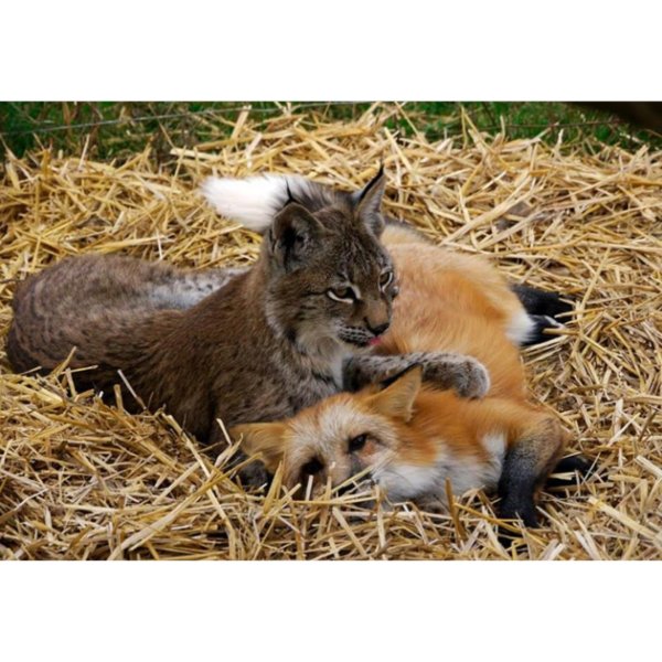 lynx and fox