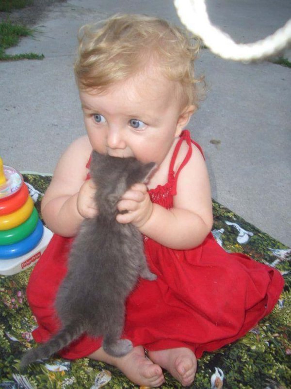 Коты для детей