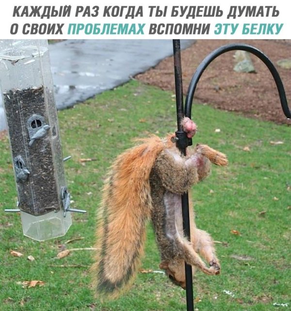 белка зацепилась яйцами