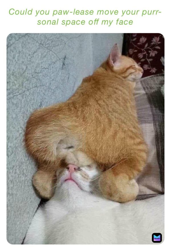 спящие коты