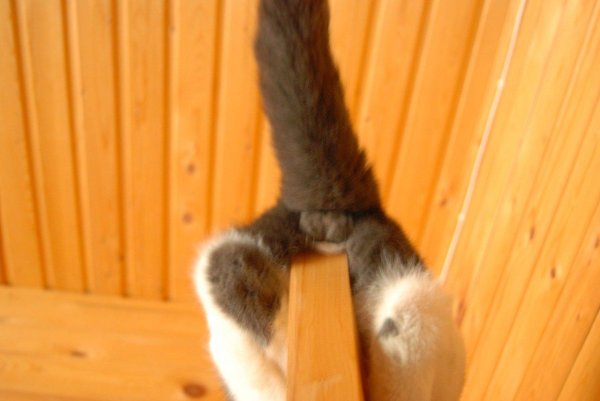 кошки и японские двери