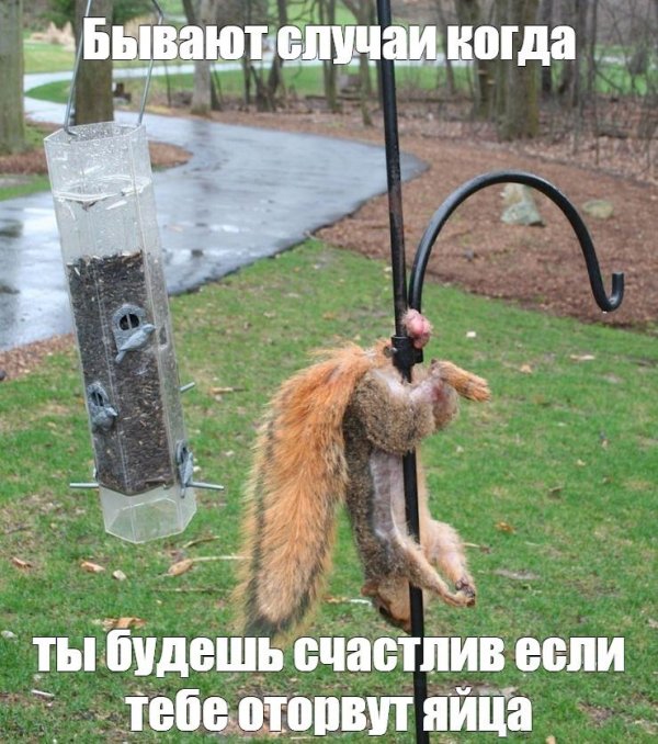 белка повисла на яйцах