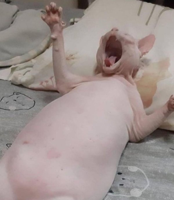 толстый сфинкс