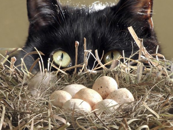 гнездо с яйцами пасхальное