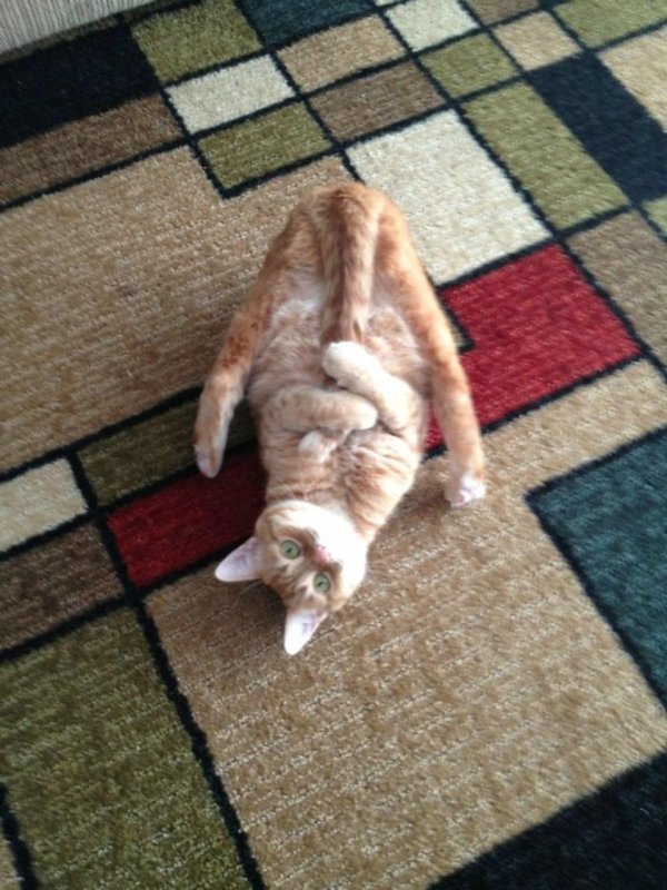 смешные позы котов