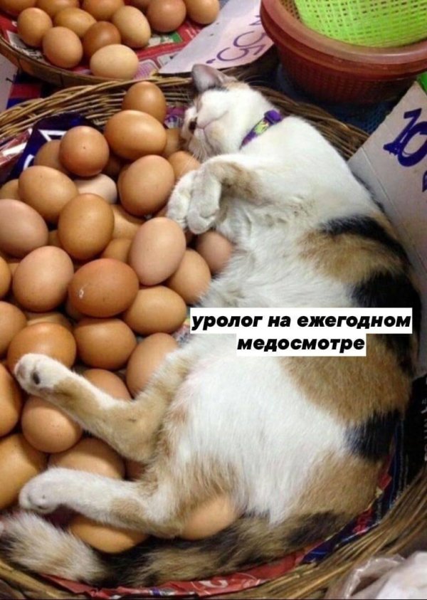 котик с яйцами